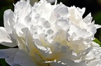 best of flowers 0354