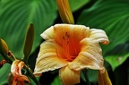 best of flowers 0370