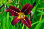 best of flowers 0371 (2871 посещения) best of flowers 0371