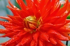 best of flowers 0376