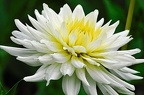 best of flowers 0378 (3328 Besuche) best of flowers 0378
