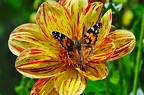 best of flowers 0398