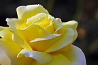 best of flowers 0403