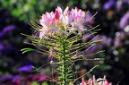 best of flowers 0410 (3550 visits) best of flowers 0410