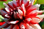 best of flowers 0421