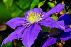 best of flowers 0427