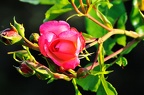 best of flowers 0432 (3082访问量) best of flowers 0432