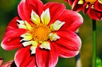 best of flowers 0431