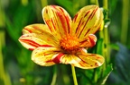 best of flowers 0443