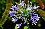 best of flowers 0450 (3124 gweladenn) best of flowers 0450