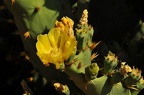 best of flowers 0476