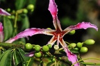 best of flowers 0495