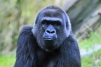 best of animals 0004