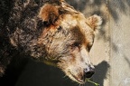 best of animals 0012