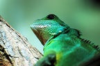best of animals 0020