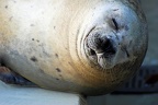 best of animals 0025
