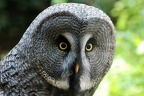 best of animals 0035