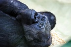 best of animals 0039