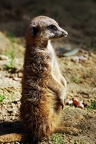 best of animals 0046