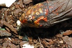 best of animals 0052