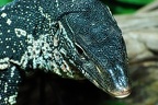 best of animals 0054