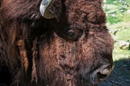 best of animals 0061