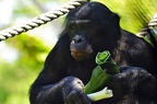 best of animals 0065