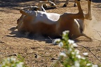 best of animals 0079