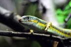 best of animals 0082