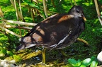 best of animals 0086