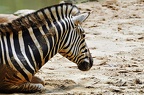 best of animals 0105