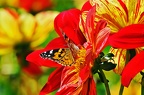 best of animals 0118