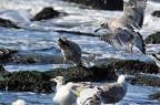 best of animals 0147