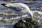 best of animals 0162