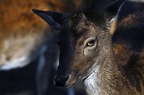best of animals 0168