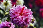 best of flowers 0531