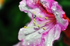best of flowers 0579