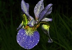 best of flowers 0582