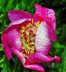 best of flowers 0599 (3730 Besuche) best of flowers 0599
