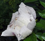 best of flowers 0604