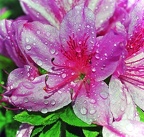 best of flowers 0609
