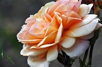 best of flowers 0617