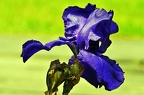 best of flowers 0619