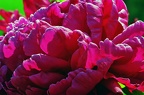 best of flowers 0621