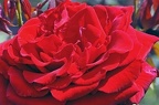 best of flowers 0632