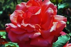 best of flowers 0638