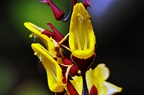 best of flowers 0644