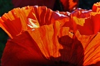 best of flowers 0682