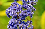 best of flowers 0695