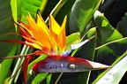 best of flowers 0704